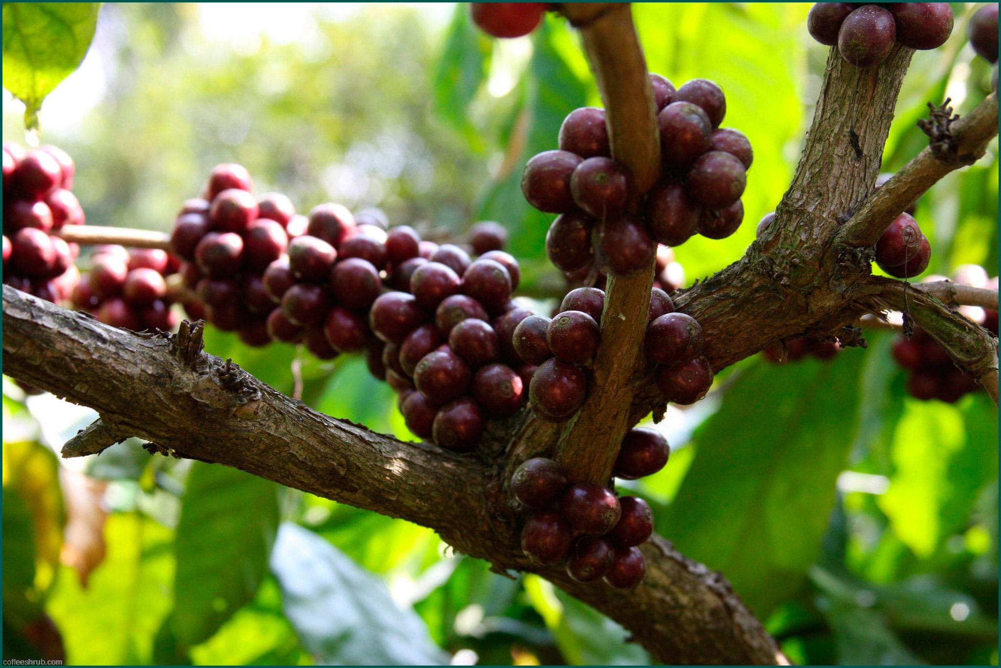 Как вырастить кофейные зерна. Кофейное дерево Робуста. Кофейное дерево (Coffea). Семейство Мареновые кофейное дерево. Арабика и Робуста дерево.